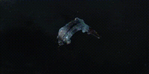 Visual2023 interdiction nullifier.gif