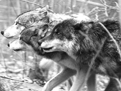 Wolf Pack.jpg